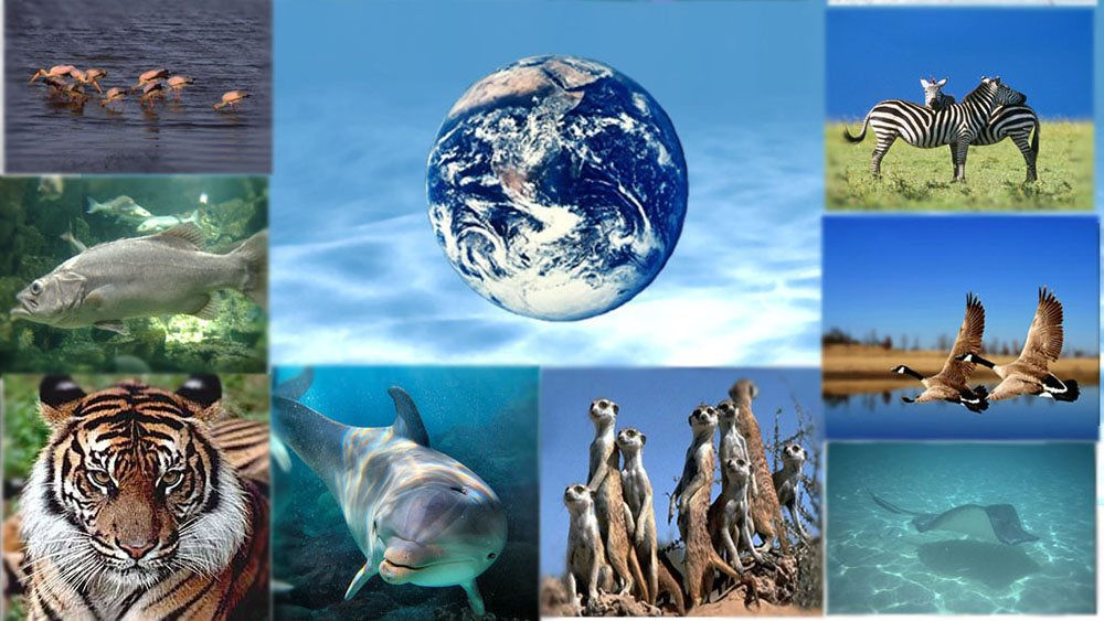 Trung tâm Phát triển bền vững và Đa dạng sinh học (SDB)