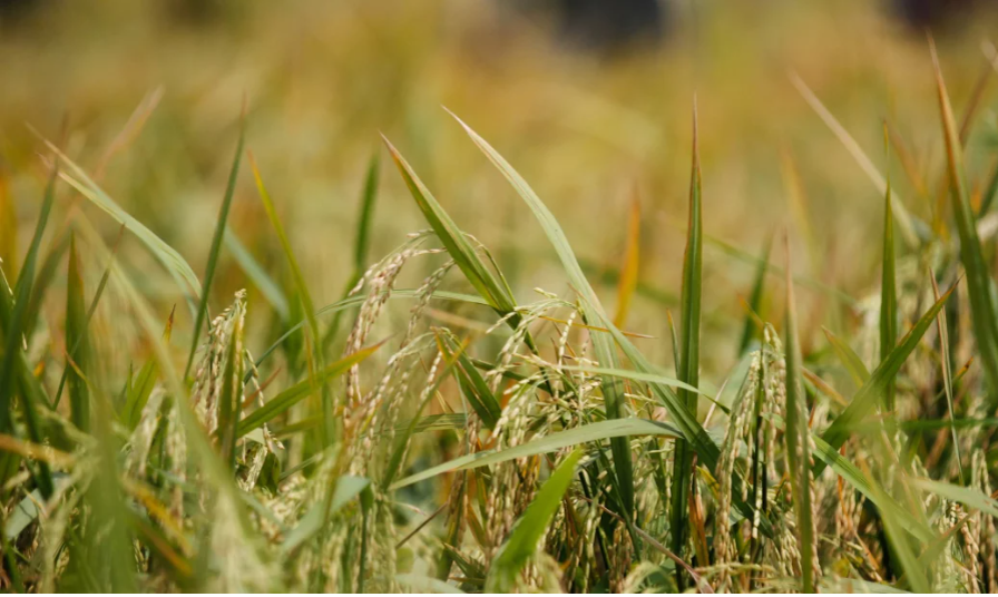 Công bố khoa học trên tạp chí  khoa học quốc tế có chỉ số IF 42.1 thuộc danh mục SCIE